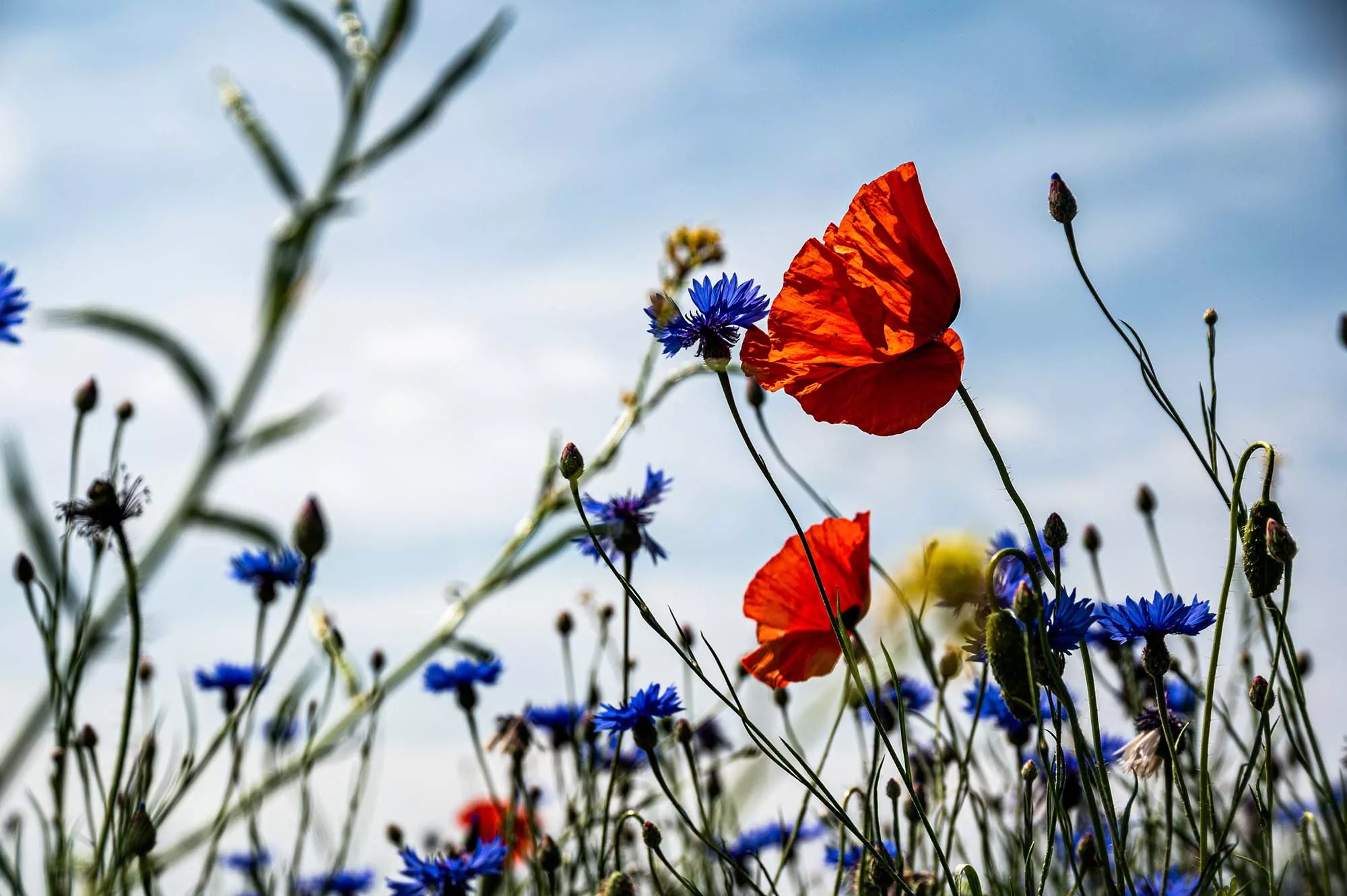 bloemen die de biodiversiteit bevorderen