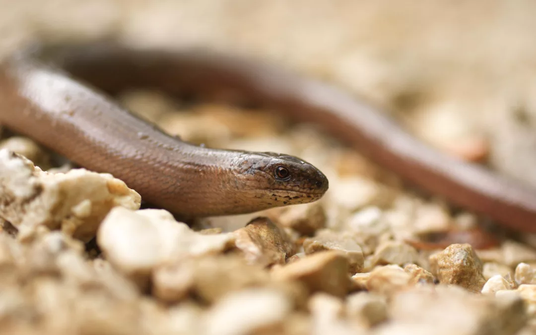 Biodiversiteit in Vlaanderen: de hazelworm