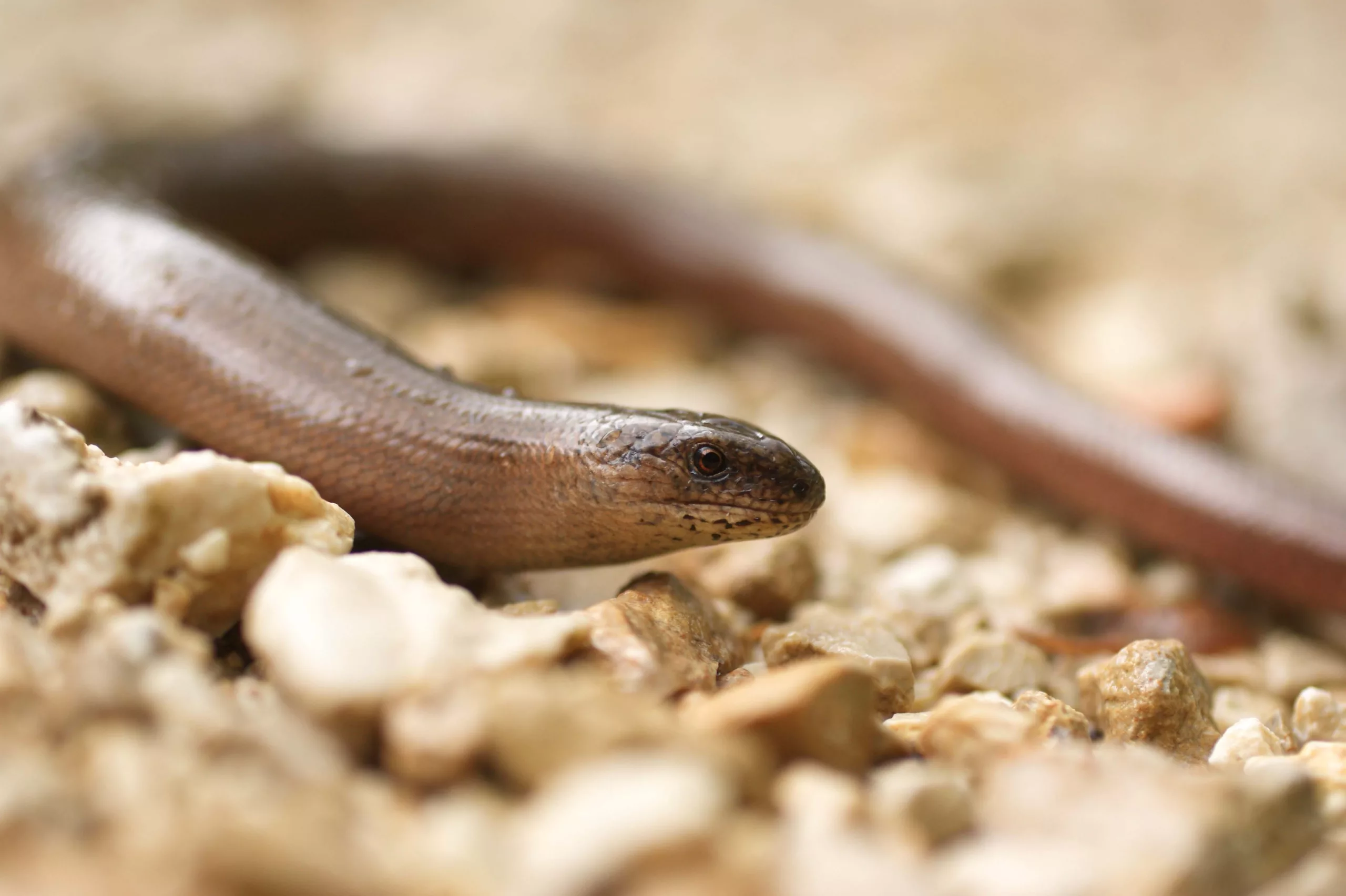 hazelworm mechelen komet