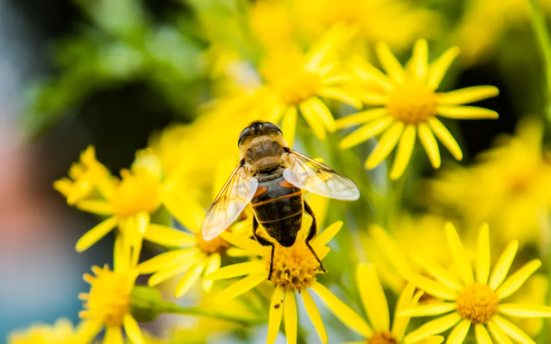 Het herstellen van Ecosystemen en Biodiversiteit